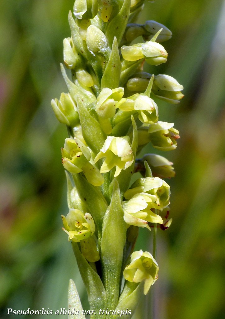 Monti della Laga, N.widderi, P.albida var. tricuspis e altre orchidee 27 giugno 2015